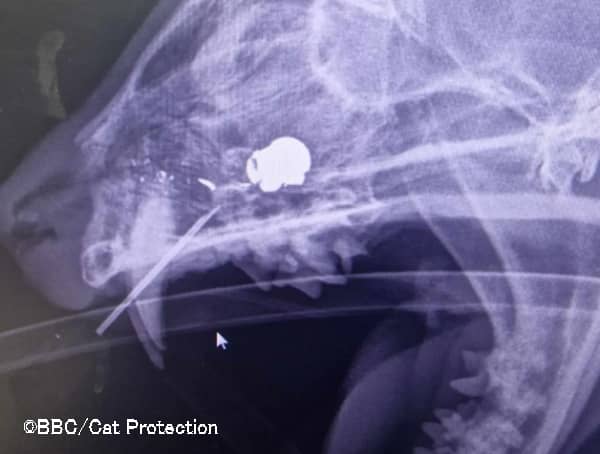 イギリスにおけるエアガンを用いた猫虐待事件