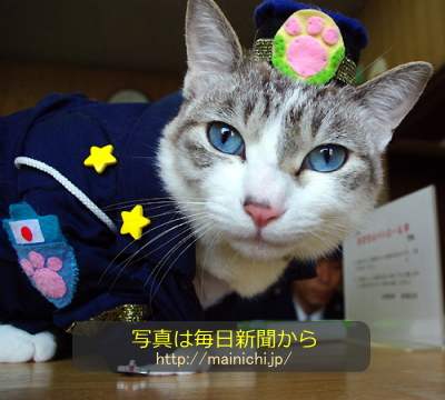 府警宮津署養老駐在所で飼われている雄ネコ「伊右衛門(いえもん)」