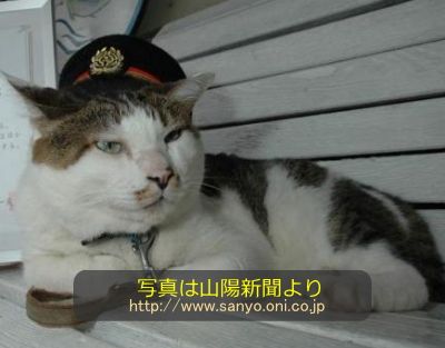 岡山県旧片上鉄道吉ケ原駅の駅長猫「コトラ」