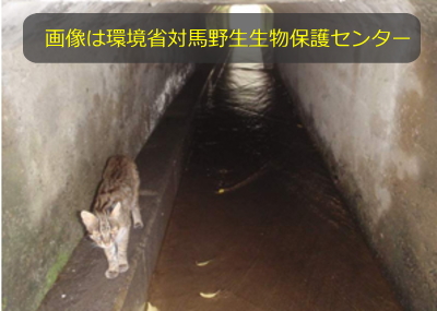 絶滅の恐れがある国天然記念物ツシマヤマネコ