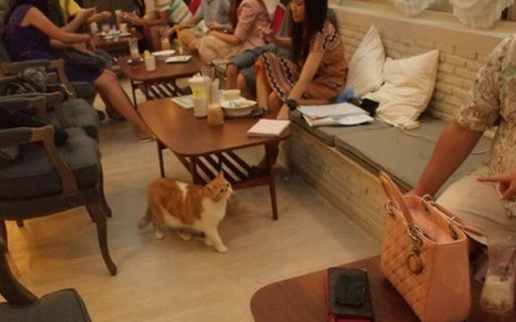 パー・キャット・カフェ・クラブ