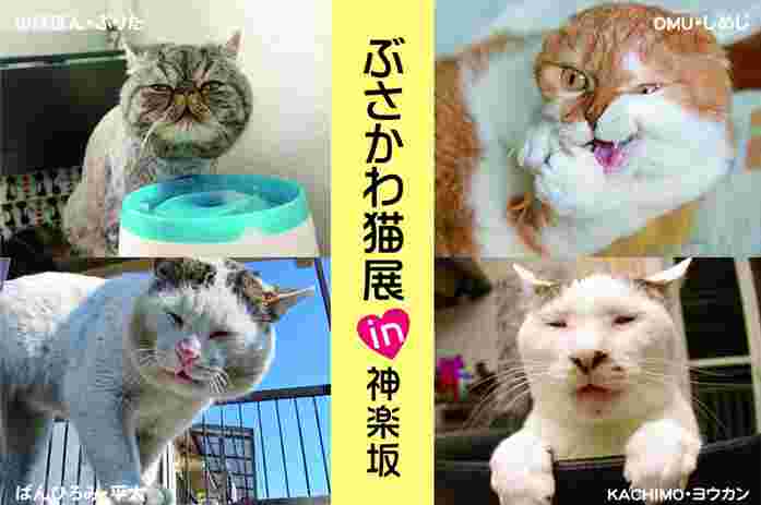 ぶさかわ猫展