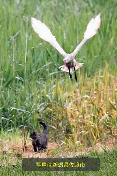 国の特別天然記念物トキの幼鳥と親鳥