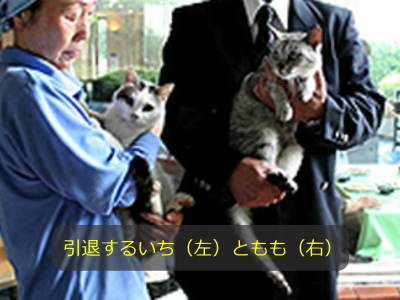 引退するいちともも
