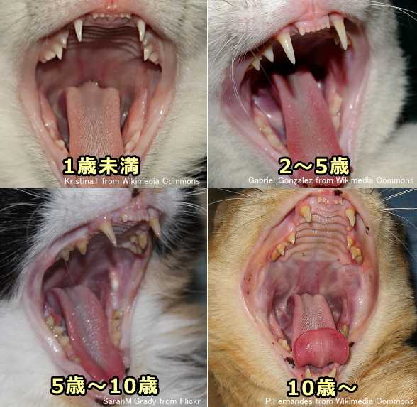歯の状態から猫の年齢を推測するときの目安