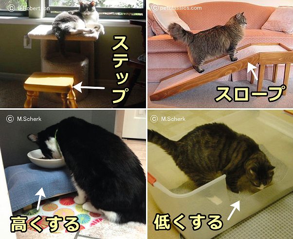 慢性痛を抱えた猫に対して行う一般的な環境整備の一例