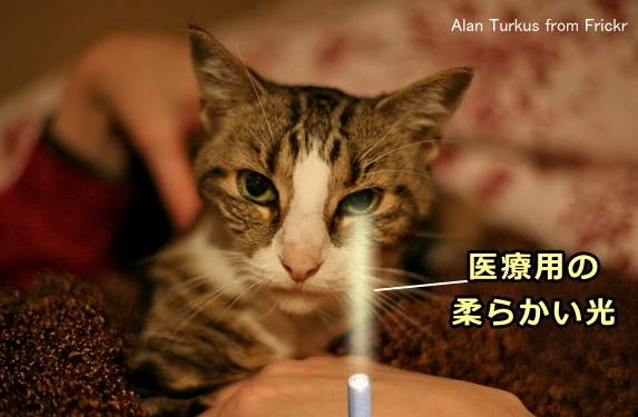 猫の老化はどこに現れる 老衰の見つけ方から老猫に多い病気まで 子猫のへや