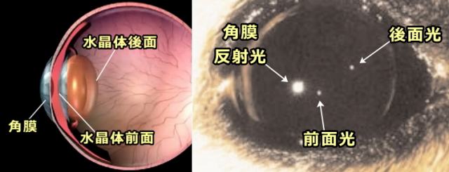 猫の眼球から跳ね返ってくる3つの反射光