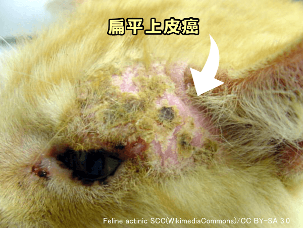 猫のまぶたに形成されたかさぶた状の扁平上皮癌