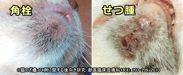 免疫力の低下に伴い猫ニキビが重症化することも