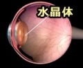 眼球の断面図と水晶体の位置