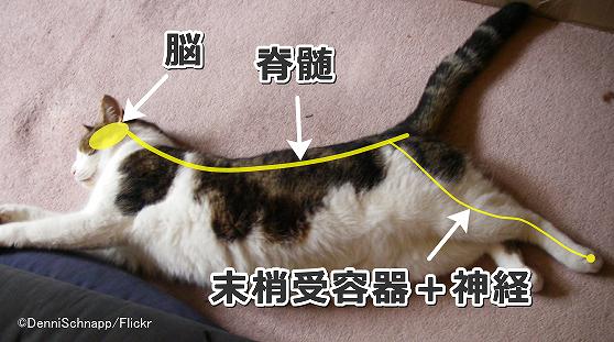 猫の体における痛みの伝導路～末梢受容器・末梢神経・脊髄・脳