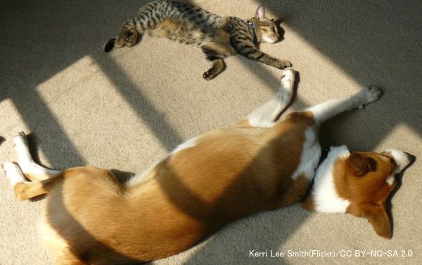 犬と猫は基本的に仲良し