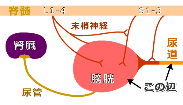 尿道や膀胱の病気で猫の尿失禁が起こる