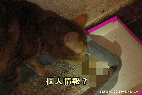 猫のウンチには性別と年齢に関する個人情報が含まれているかも