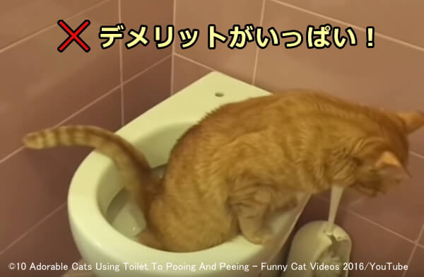 猫に人間用の水洗トイレを使わせてはいけない