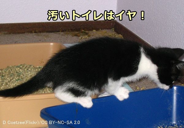 ゆるい 猫 うんち