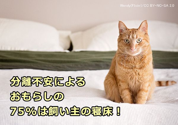 猫 分離 不安