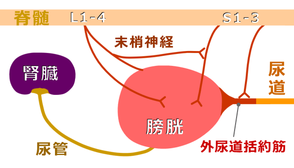 猫の泌尿器の模式図