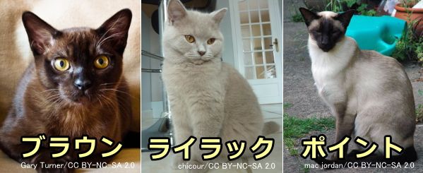 猫がある特定の被毛色や被毛パターンをもっている場合、分離不安が強まる傾向が確認されている