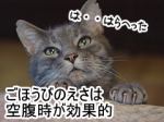 猫に語法日を与える前に、適度にじらせておくと、ごほうびへの執着心が高まり、結果として学習効果も高まる。