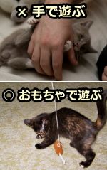 猫の遊戯性攻撃行動を予防するには、人の手で遊ぶのをやめ、猫用のおもちゃを用いるよう徹底することが必要