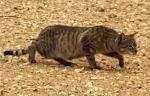 猫が捕食するときの特徴は、姿勢を低くして忍び足で獲物に近づくこと