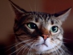 攻撃前の猫が良く見せるデビルフェイス～横に寝た耳と開いた瞳孔