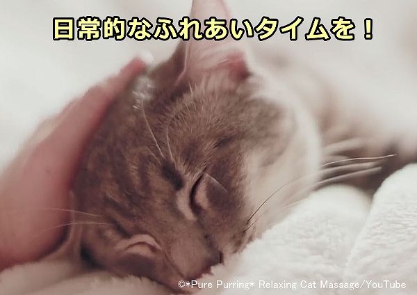 孤独な動物という印象とは裏腹に、猫は飼い主からの愛情やふれあいを求める