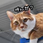 いつでもどこでも、猫が名前や合図音を聞いたら飼い主に注目するというのが最終目標です。