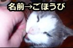 猫の名前を呼ぶのは、ごほうびを与える直前がベスト