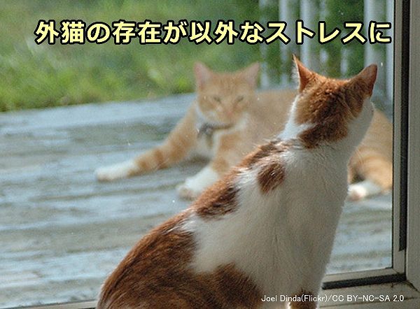 猫のトイレの失敗 おしっこ編 粗相やマーキング スプレー の原因と対策が1ページですべてわかる 子猫のへや