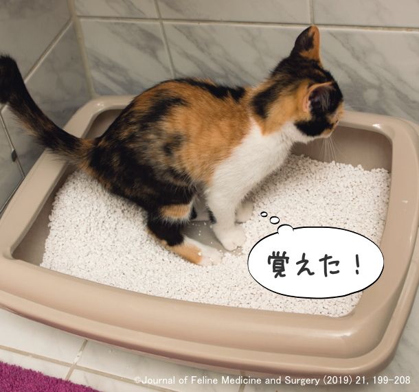 猫 が トイレ 以外 で うんち