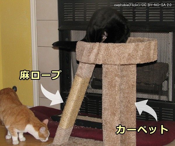 10歳超の猫における理想の爪とぎ~1段型キャットツリーにカーペット