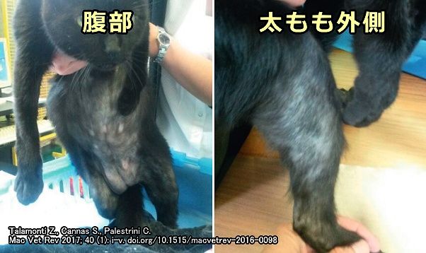 心因性脱毛症の猫の被毛に見られる不規則な脱毛部位