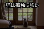 猫は待ち伏せ型で狩猟をする動物です。ですから何かをじっと待つという行為は、戌に比べればだいぶ得意と言えます。