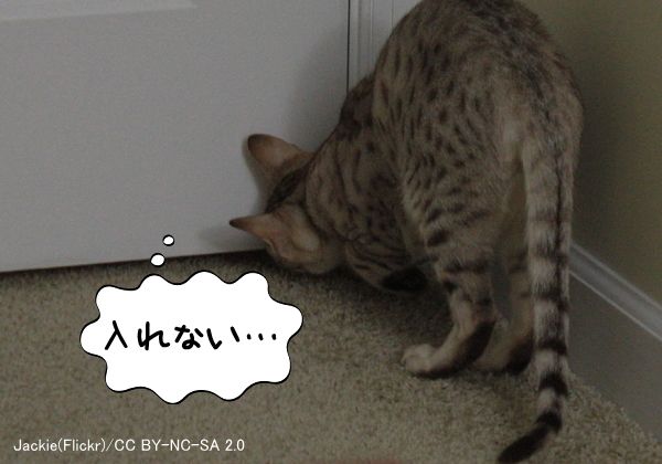 猫に立ち入り禁止を教えよう！～部屋のセッティングと予防法が1ページ 