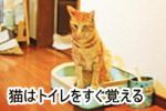 猫にトイレをしつけるのは、犬と比べるとはるかに楽です。