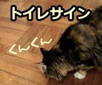 猫にトイレの場所を教える際は、猫が見せるトイレサインを見逃さないようにすること