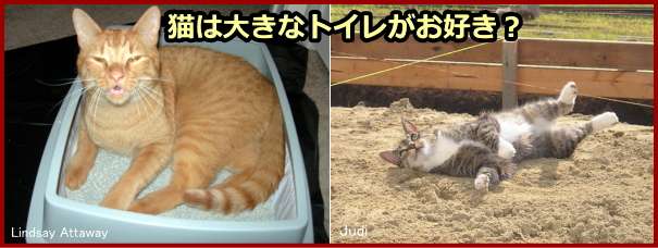 猫は大きなトイレの方を好む傾向にある