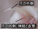 猫の爪の構造~角質化した外側と神経・血管からなる内側(クイック)