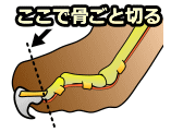 爪切除術（抜爪術）は、爪の根元の骨を切断してしまう手術であり、ヨーロッパの多くの国では禁止されています。