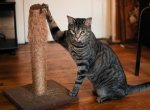 猫の爪とぎ予防は、猫が不適切な場所で爪を研ごうとした瞬間、用意していた爪とぎをあてがうこと。