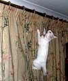 高い所に登ろうとするのは猫のサガ