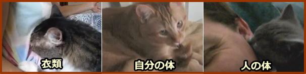 猫は自分の体、人間の体、衣類等の無機物など、不適切なものに吸い付くことがある