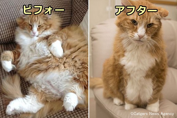 ダイエットに成功したデブ猫のビフォーアフター写真