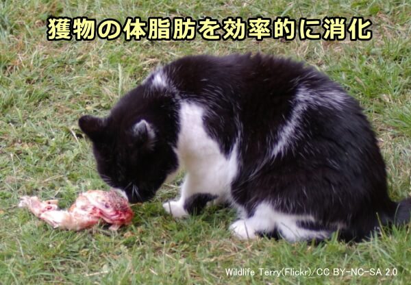 猫は獲物に含まれる体脂肪を効果的に消化吸収できる