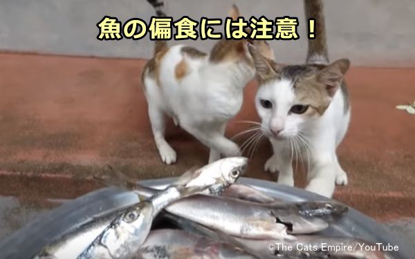 魚の偏食は猫の黄色脂肪症（イエローファット）を引き起こす