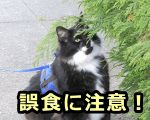 猫を散歩させるときは途中で草を誤食しないよう十分注意！