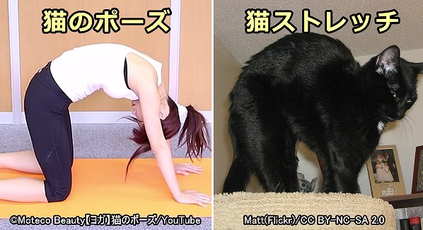 四つん這いで自分のおへそを見るポーズは通称「猫のポーズ」と呼ばれる